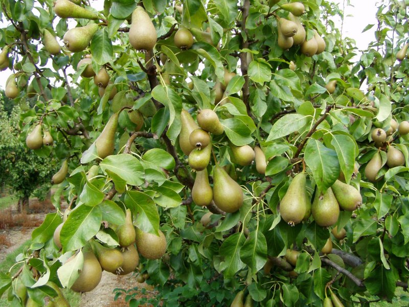 Conference Pears Conference Pears